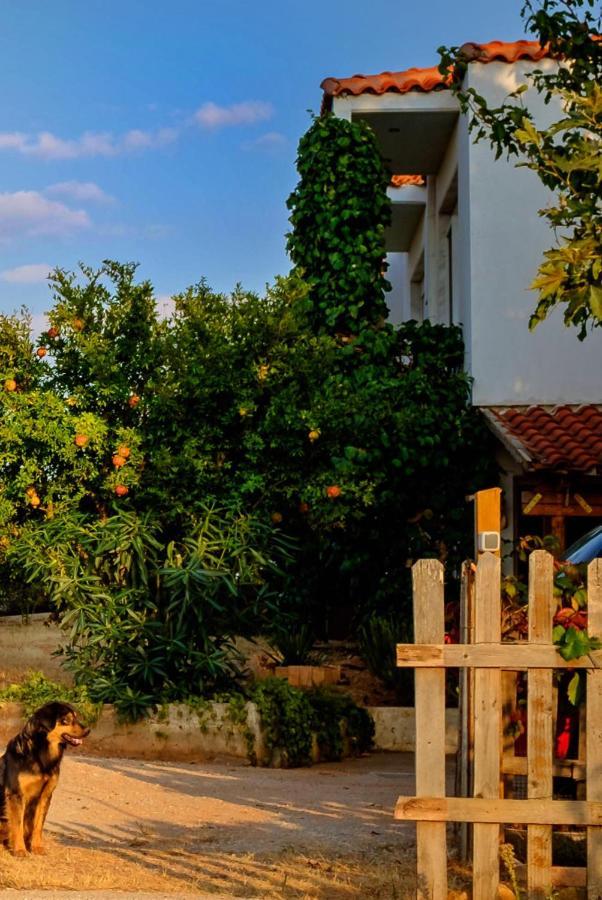 Vineyard Country House With Panoramic Seaview Alexandrúpoli Kültér fotó