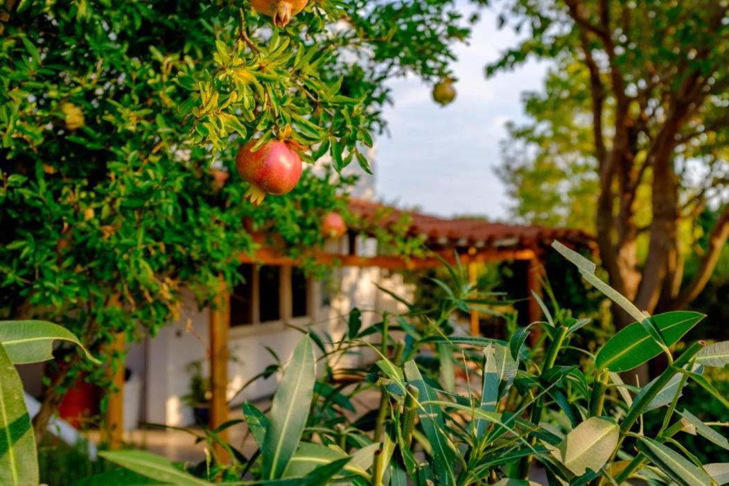 Vineyard Country House With Panoramic Seaview Alexandrúpoli Kültér fotó